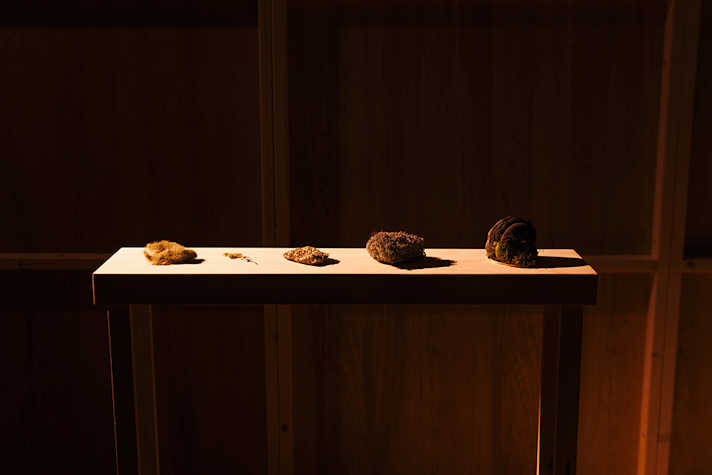 In a dark room, a row of objects are displayed on a white table. They appear to be organic and cast shadows.