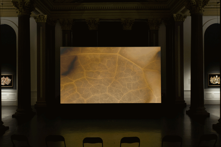 installation view of the GoMA. it is dimly lit and there is a projection screen showing a close up of a leaf. two illuminated collages are seen on either edge of the room.