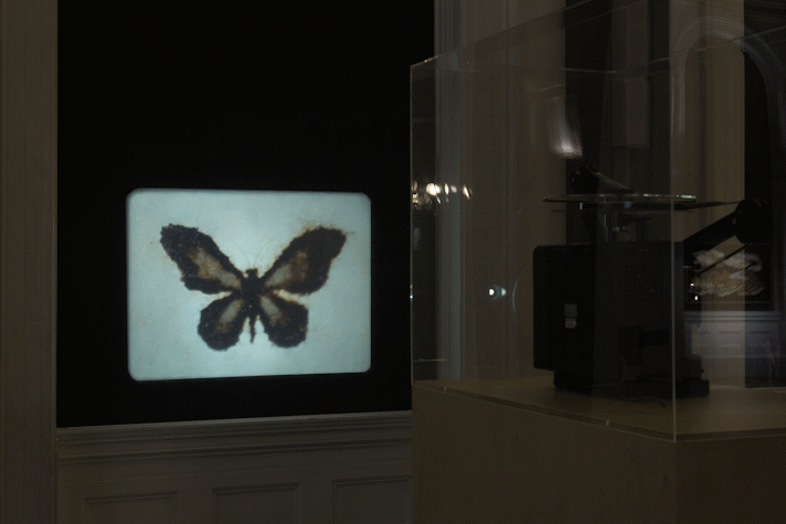 dimly lit gallery space. in front there is a glass display cabinet with a super 8 projector inside. it projects an image of a butterfly