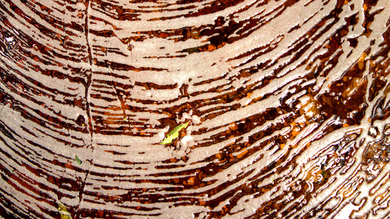 A close up of a patterns of rings in a light brown on a dark brown background.