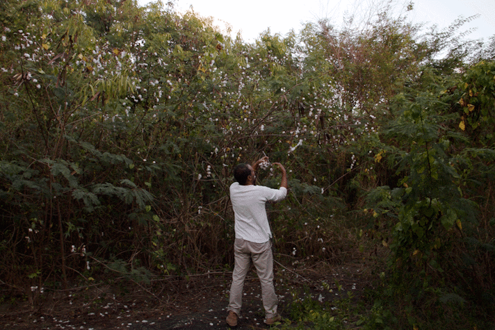 In a field full of trees and bushes, there is a cleared oath where a man is standing with his hands outstretched holding a bunch of flowers or fruit.