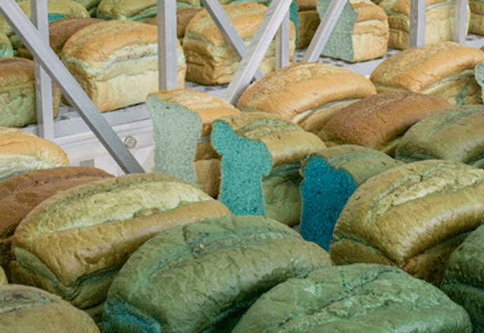 A close-up of loafs of bread with blue and green insides, some cut up by the middle.
