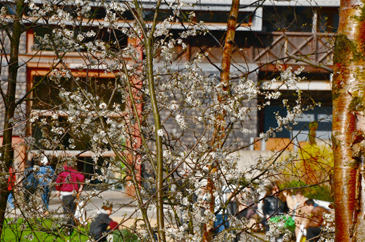 Through some tree branches and flowers, there are people sitting and walking in the background, in a garden. Behind which there is a building.