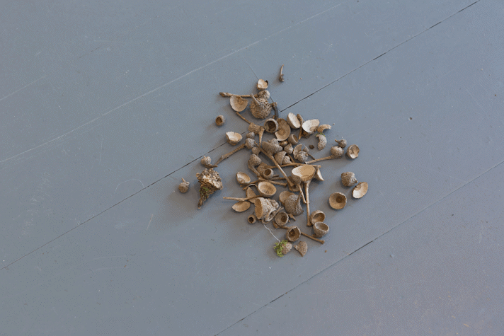 a pile of acorn heads on a gallery floor