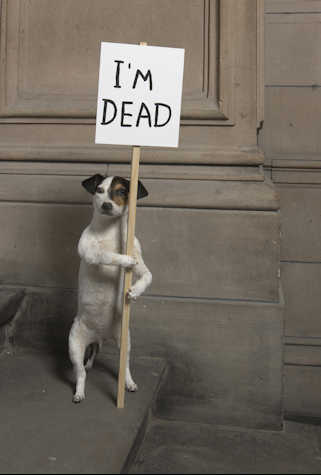 taxidermied jack Russell holding up a sign reading 'I'm dead'