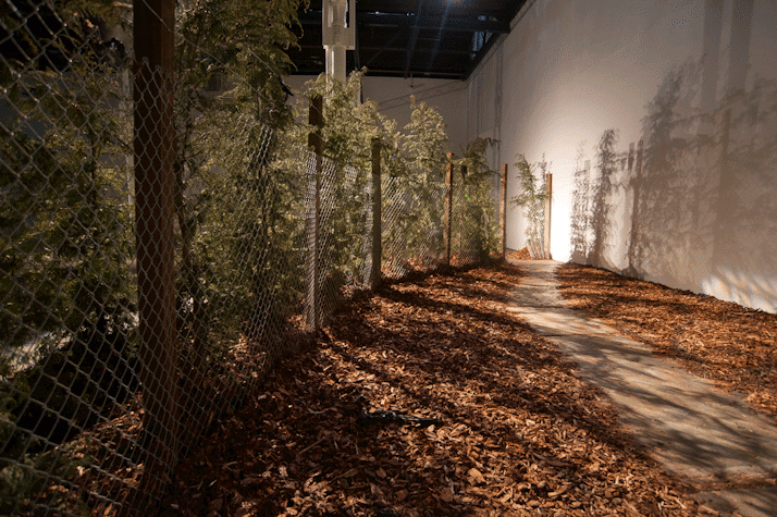 On the left side there are many plants, surrounded by a wire fence with wooden poles holding it together. In front of the fence, the ground is covered with wood shavings, with a path cleared out, leading to the end of the room. The shadows of the plants and woden poles can be seen on the ground and the wall on the right.
